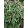 VIBURNUM davidii