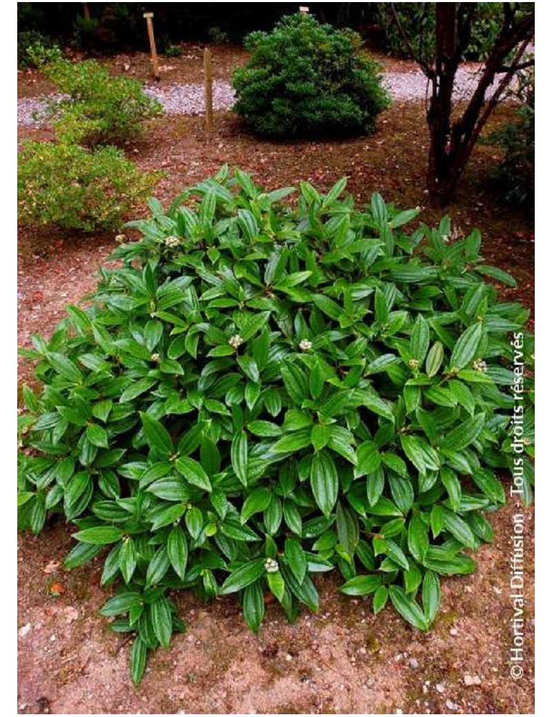 VIBURNUM davidii