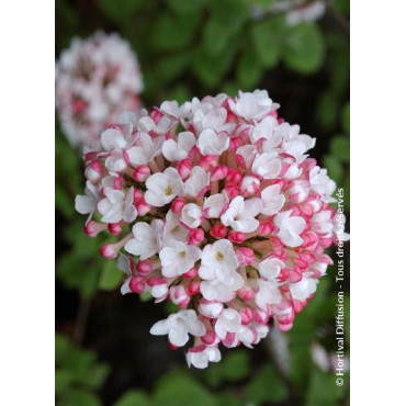 VIBURNUM carlesii AURORA