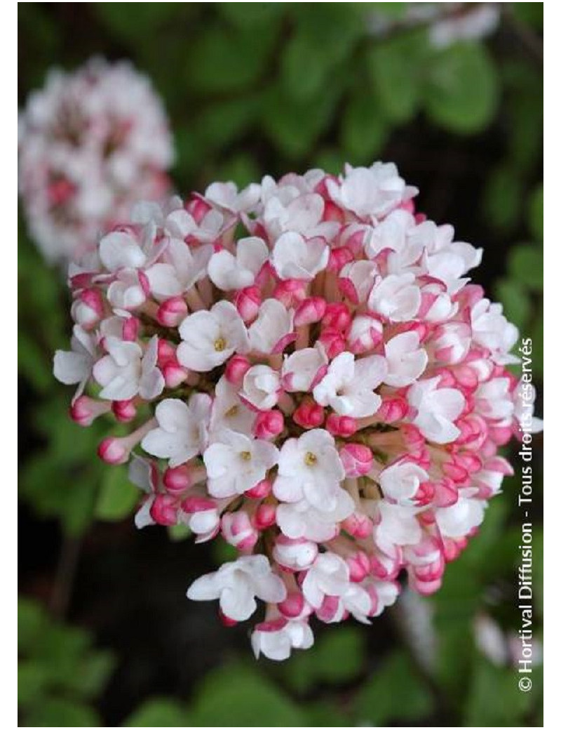 VIBURNUM carlesii AURORA