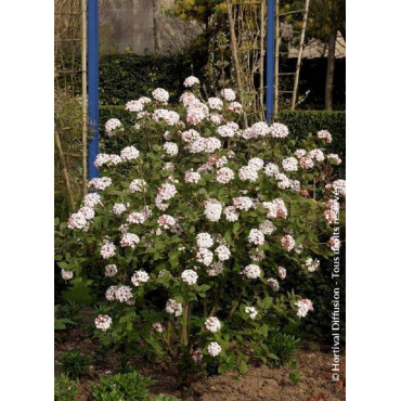 VIBURNUM carlesii AURORA