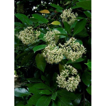 VIBURNUM ODORATISSIMUM