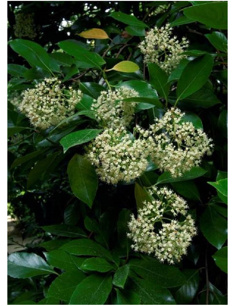 VIBURNUM ODORATISSIMUM