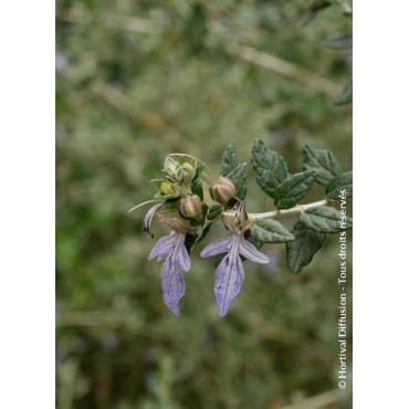 TEUCRIUM fruticans