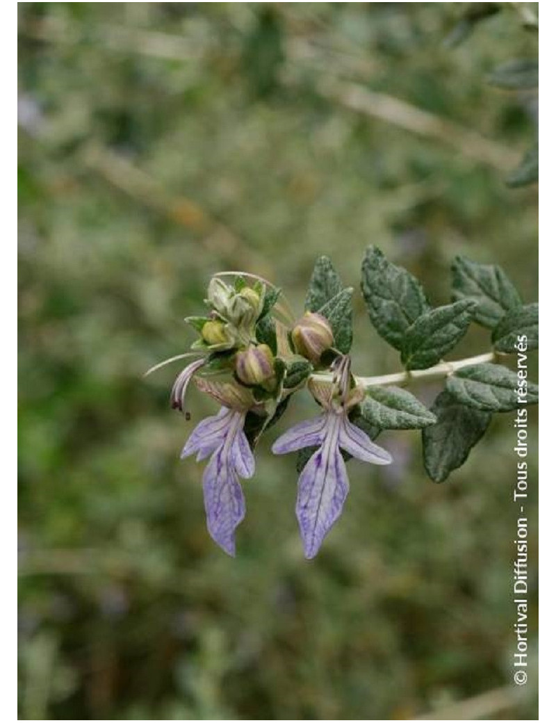 TEUCRIUM fruticans