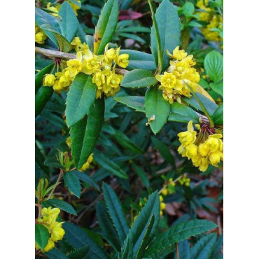 BERBERIS julianae