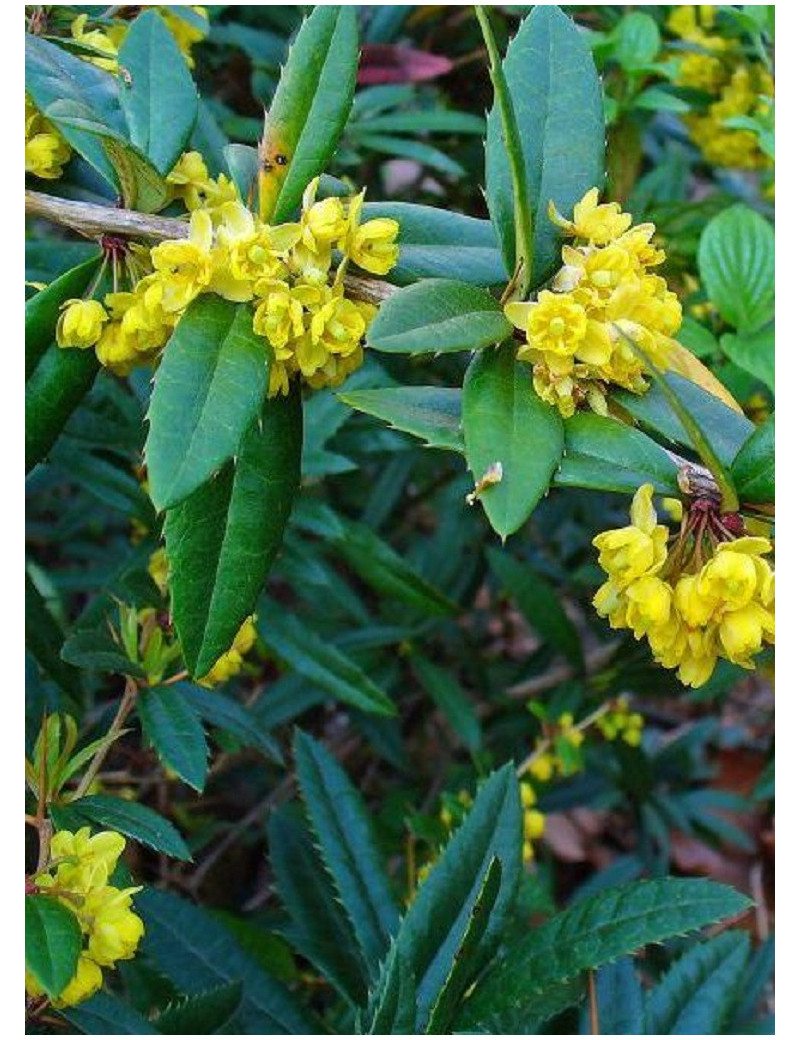 BERBERIS julianae