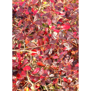 BERBERIS media RED JEWEL