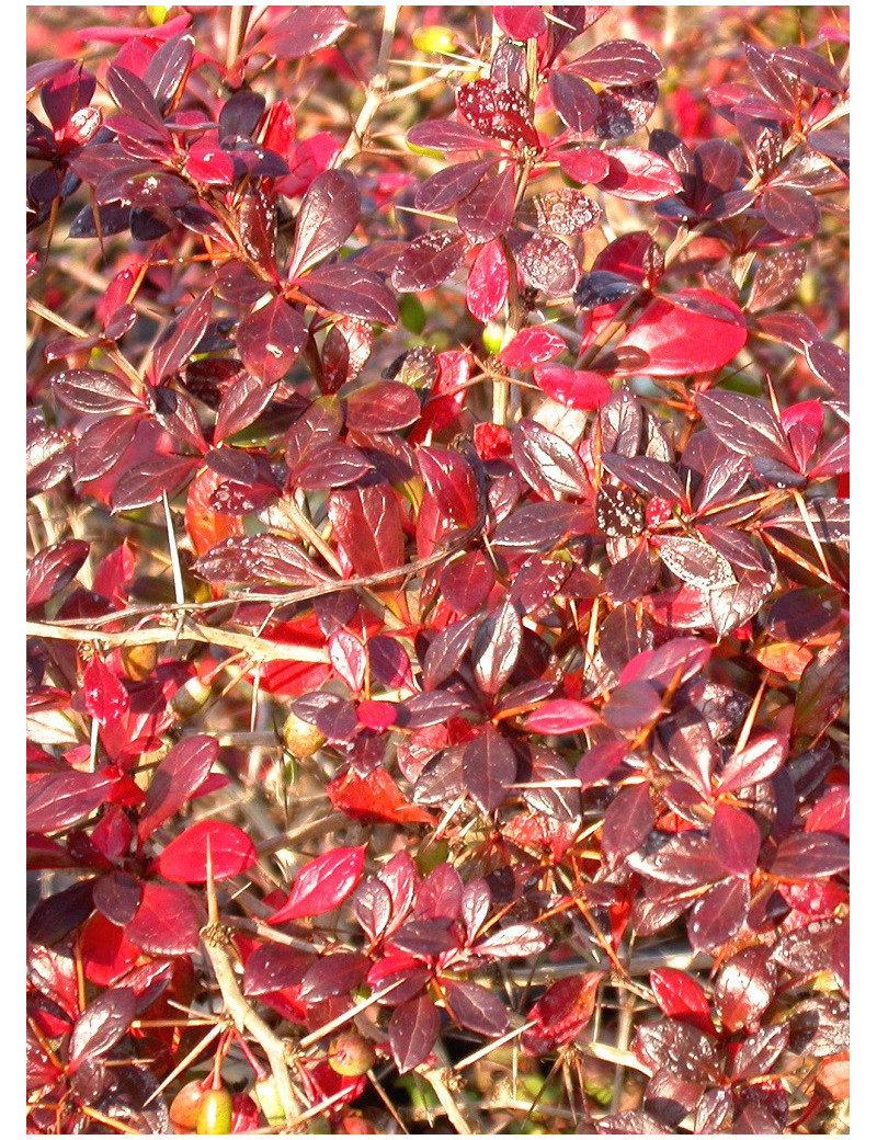 BERBERIS media RED JEWEL