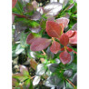 BERBERIS media RED JEWEL