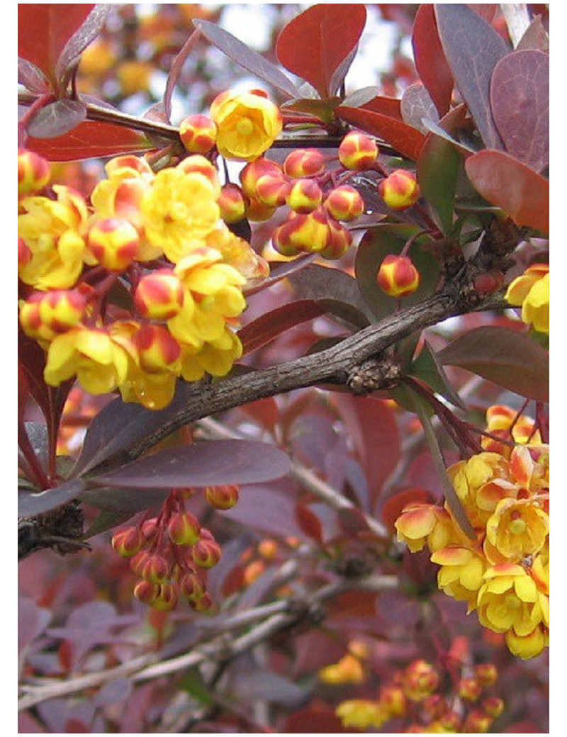 BERBERIS ottawensis AURICOMA