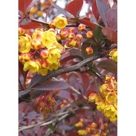 BERBERIS ottawensis AURICOMA