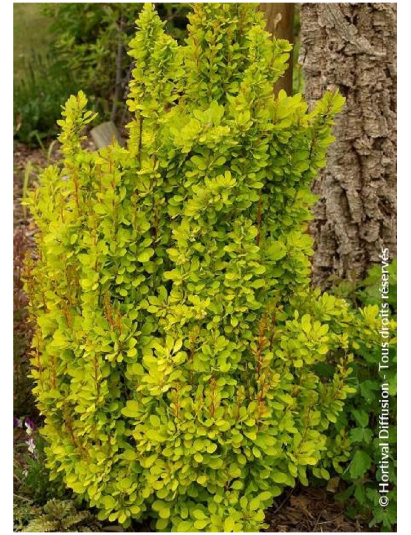 BERBERIS thunbergii GOLDEN TORCH