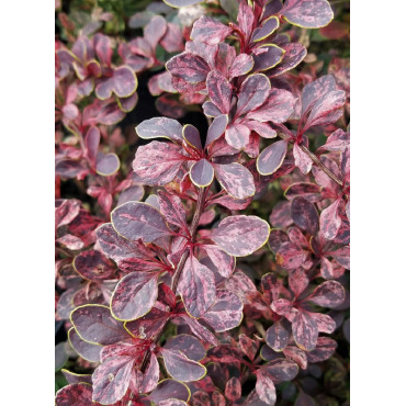 BERBERIS thunbergii ROSE GLOW