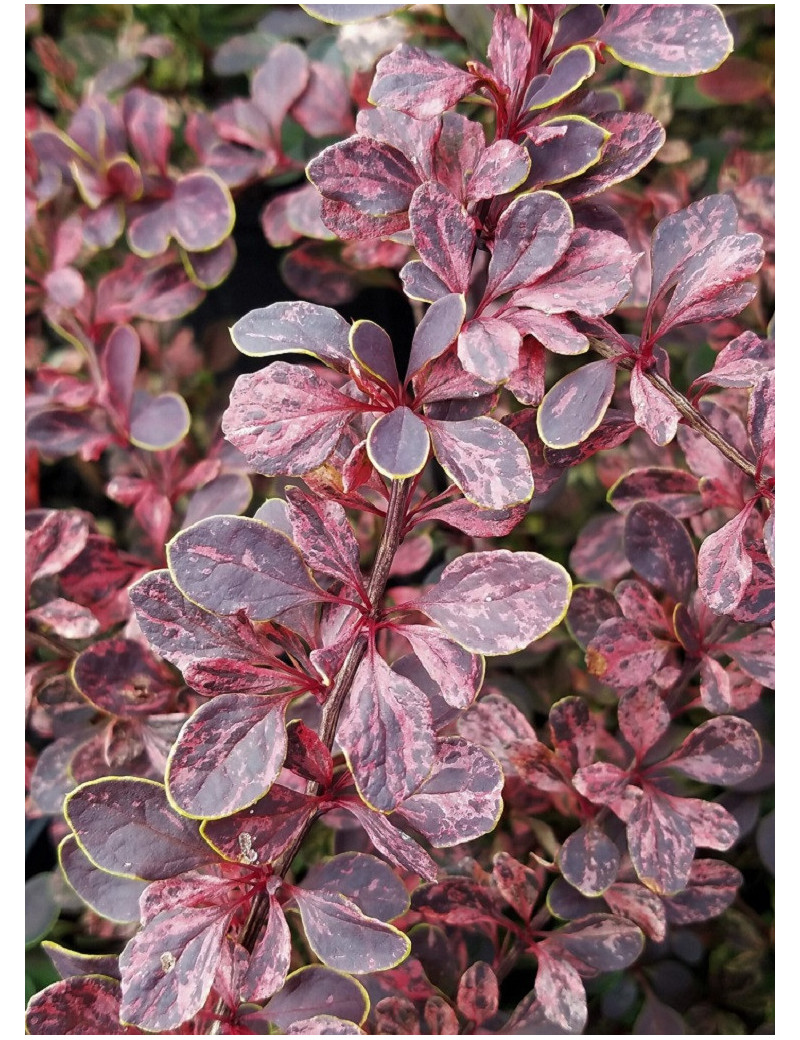 BERBERIS thunbergii ROSE GLOW