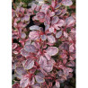 BERBERIS thunbergii ROSE GLOW