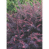 BERBERIS thunbergii ROSE GLOW