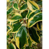 Topiaire (Plante taillée) - ELAEAGNUS ebbingei Gilt hedge (Chalef panaché)