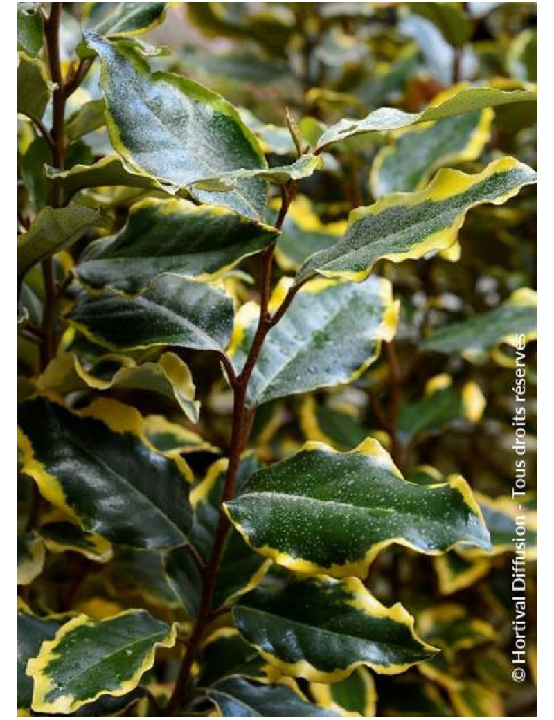 Topiaire (Plante taillée) - ELAEAGNUS ebbingei VIVELEG® (Chalef panaché)