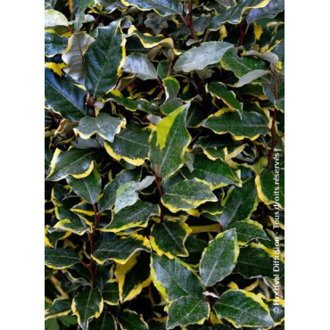 Topiaire (Plante taillée) - ELAEAGNUS ebbingei VIVELEG® (Chalef panaché)