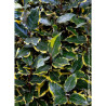 Topiaire (Plante taillée) - ELAEAGNUS ebbingei VIVELEG® (Chalef panaché)