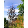 BETULA CRIMSON FROST