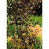 BETULA CRIMSON FROST