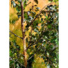 BETULA CRIMSON FROST