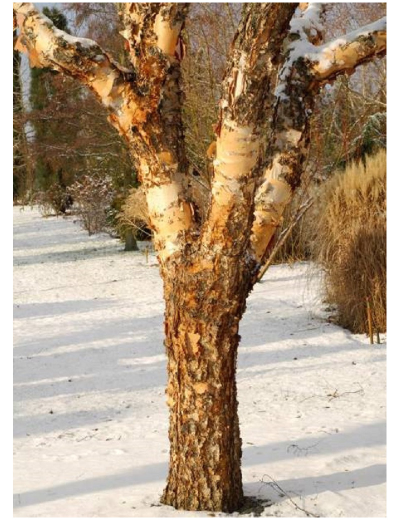 BETULA nigra HERITAGE