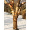 BETULA nigra HERITAGE