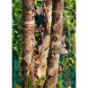 BETULA nigra HERITAGE