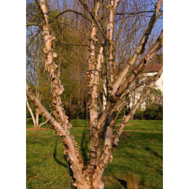 BETULA nigra HERITAGE