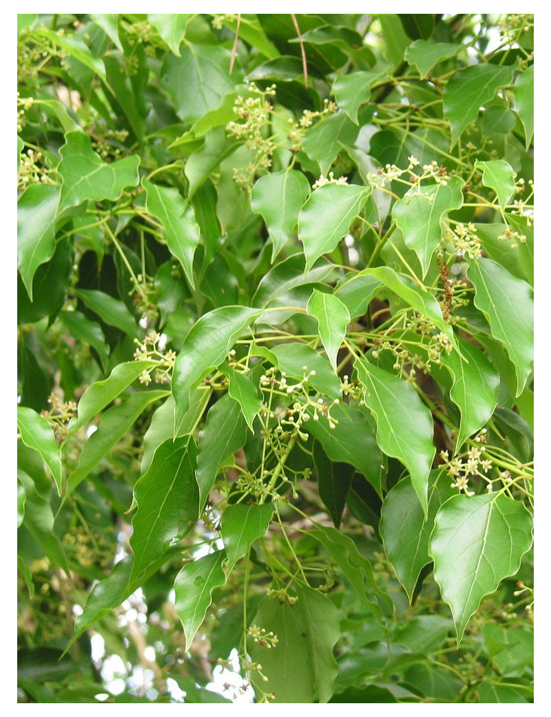 CINNAMOMUM camphora