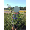 BUDDLEIA davidii BLACK KNIGHT En pot de 4-5 litres