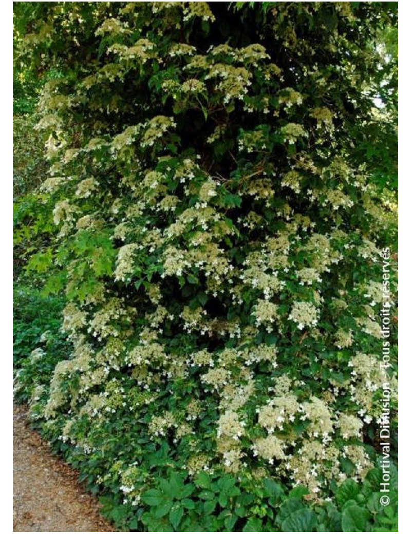 HYDRANGEA petiolaris