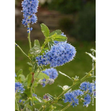 CEANOTHUS ITALIAN SKIES