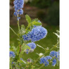 CEANOTHUS ITALIAN SKIES