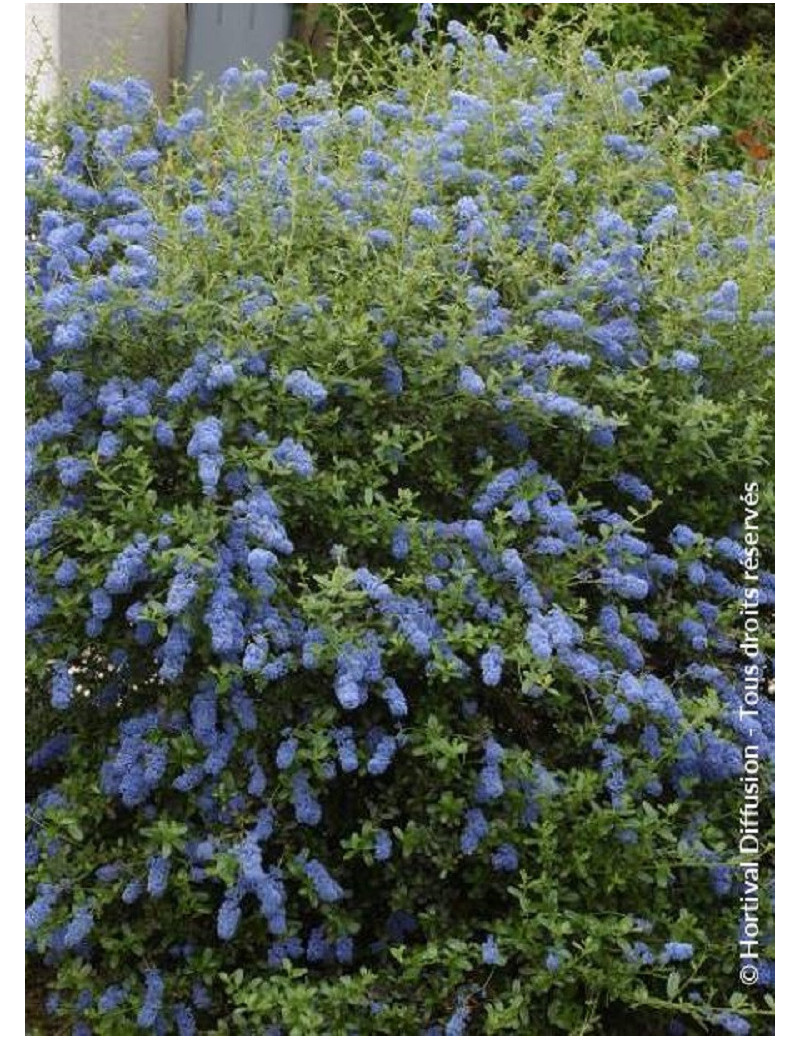 CEANOTHUS ITALIAN SKIES