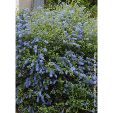 CEANOTHUS ITALIAN SKIES