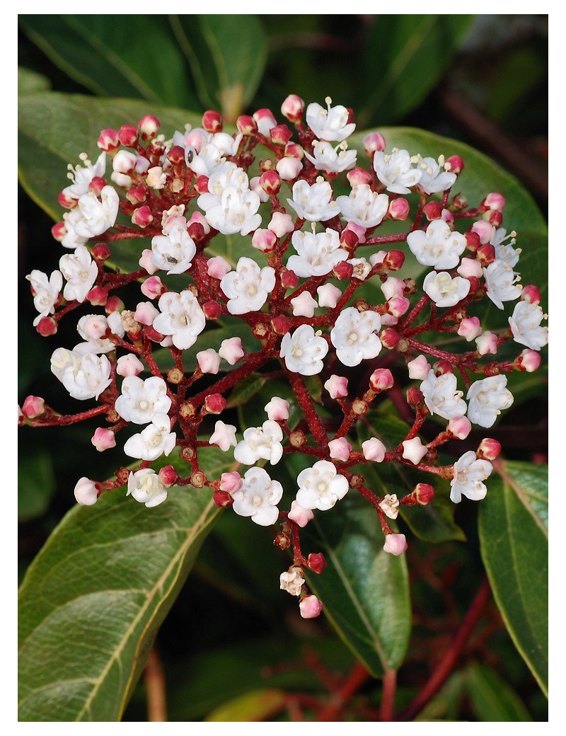 VIBURNUM tinus