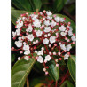 VIBURNUM tinus