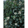 VIBURNUM tinus