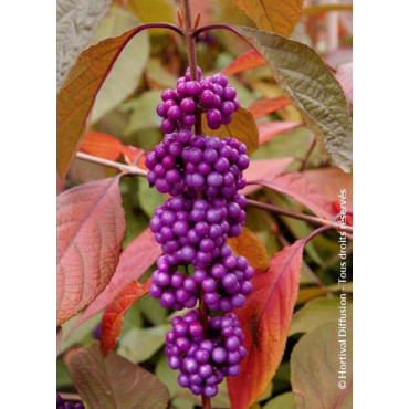 CALLICARPA bodinieri IMPERIAL PEARL