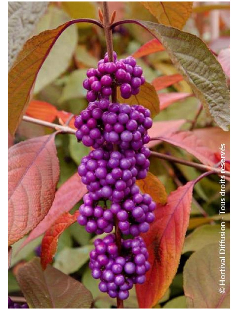 CALLICARPA bodinieri IMPERIAL PEARL