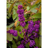 CALLICARPA bodinieri IMPERIAL PEARL