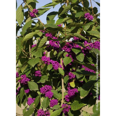 CALLICARPA bodinieri IMPERIAL PEARL