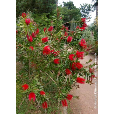 CALLISTEMON laevis