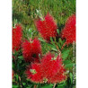 CALLISTEMON laevis