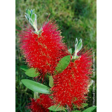 CALLISTEMON laevis