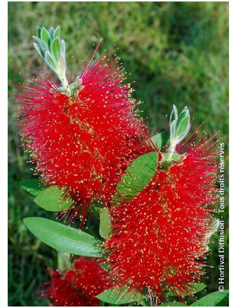 CALLISTEMON laevis